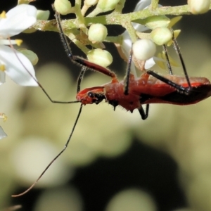 Gminatus australis at Wodonga - 3 Dec 2023