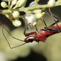 Gminatus australis at Wodonga - 3 Dec 2023