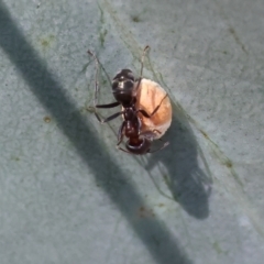 Iridomyrmex rufoniger (Tufted Tyrant Ant) at WREN Reserves - 3 Dec 2023 by KylieWaldon