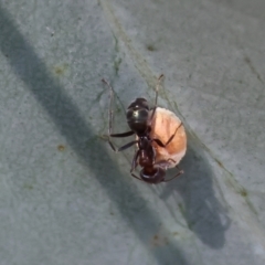 Iridomyrmex rufoniger at WREN Reserves - 3 Dec 2023 08:55 AM