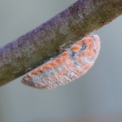 Unidentified Scale insect or Mealybug (Hemiptera, Coccoidea) at WREN Reserves - 2 Dec 2023 by KylieWaldon