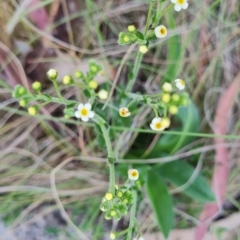 Hackelia suaveolens (Sweet Hounds Tongue) at Namadgi National Park - 5 Dec 2023 by WalkYonder