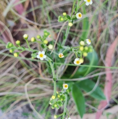 Hackelia suaveolens (Sweet Hounds Tongue) at Namadgi National Park - 4 Dec 2023 by WalkYonder