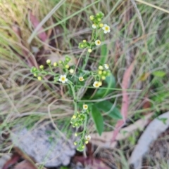 Hackelia suaveolens at Namadgi National Park - 5 Dec 2023 10:39 AM