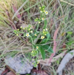 Hackelia suaveolens at Namadgi National Park - 5 Dec 2023