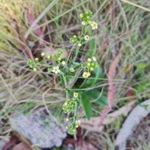 Hackelia suaveolens at Namadgi National Park - 5 Dec 2023