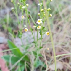 Hackelia suaveolens at Namadgi National Park - 5 Dec 2023 10:39 AM