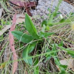 Hackelia suaveolens at Namadgi National Park - 5 Dec 2023