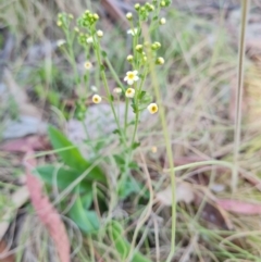 Hackelia suaveolens at Namadgi National Park - 5 Dec 2023