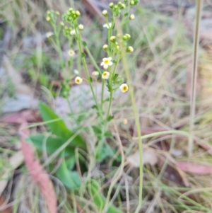 Hackelia suaveolens at Namadgi National Park - 5 Dec 2023