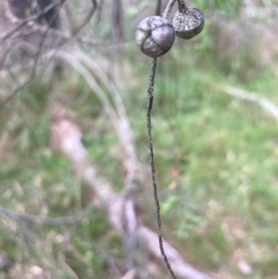 Leptospermum polygalifolium subsp. polygalifolium (Yellow Teatree) at Bruce Ridge to Gossan Hill - 5 Dec 2023 by lyndallh