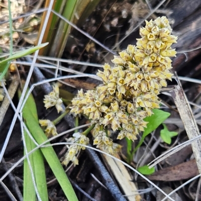 Lomandra multiflora (Many-flowered Matrush) at The Pinnacle - 5 Dec 2023 by sangio7