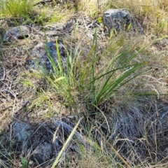 Lomandra multiflora at The Pinnacle - 5 Dec 2023