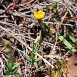 Hypericum gramineum at The Pinnacle - 5 Dec 2023