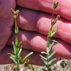 Hypericum gramineum at The Pinnacle - 5 Dec 2023