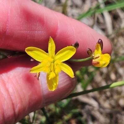 Tricoryne elatior (Yellow Rush Lily) at The Pinnacle - 5 Dec 2023 by sangio7