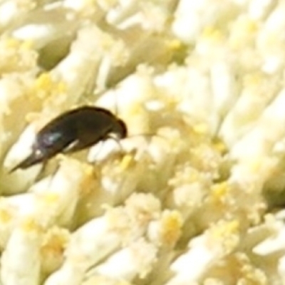 Mordellidae (family) (Unidentified pintail or tumbling flower beetle) at Mount Taylor NR (MTN) - 4 Dec 2023 by MichaelMulvaney