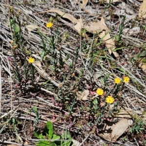 Hypericum gramineum at The Pinnacle - 5 Dec 2023 12:59 PM