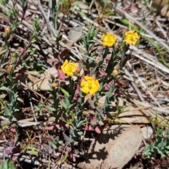 Hypericum gramineum at The Pinnacle - 5 Dec 2023 12:59 PM