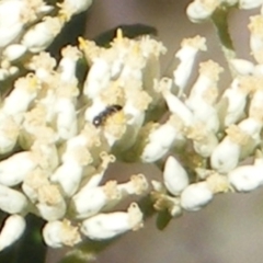 Dasytinae (subfamily) (Soft-winged flower beetle) at Mount Taylor NR (MTN) - 4 Dec 2023 by MichaelMulvaney