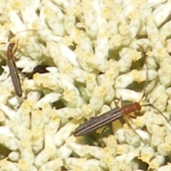 Syllitus rectus (Longhorn beetle) at Mount Taylor NR (MTN) - 5 Dec 2023 by MichaelMulvaney