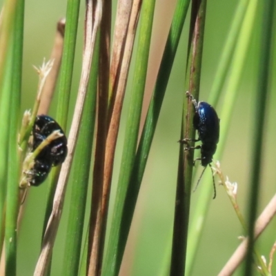 Arsipoda sp. (genus) (A flea beetle) at Bonython, ACT - 5 Dec 2023 by RodDeb