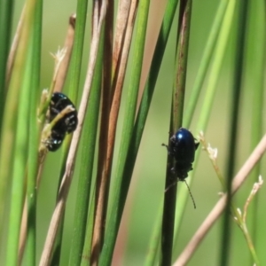 Arsipoda sp. (genus) at Stranger Pond - 5 Dec 2023