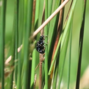 Arsipoda sp. (genus) at Stranger Pond - 5 Dec 2023 12:34 PM