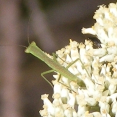 Orthodera ministralis (Green Mantid) at Tuggeranong, ACT - 4 Dec 2023 by MichaelMulvaney