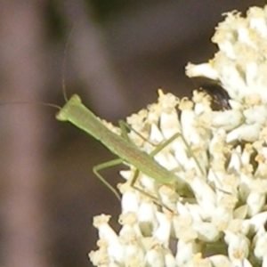 Orthodera ministralis at Mount Taylor NR (MTN) - 5 Dec 2023 10:40 AM