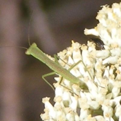 Orthodera ministralis (Green Mantid) at Mount Taylor NR (MTN) - 4 Dec 2023 by MichaelMulvaney