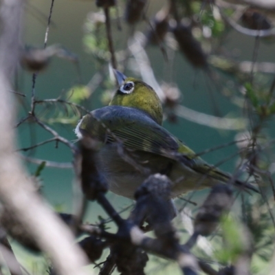 Zosterops lateralis (Silvereye) at Stranger Pond - 5 Dec 2023 by RodDeb