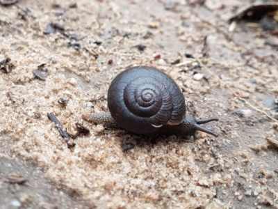 Sauroconcha sheai (Woronora Woodland Snail) at Wingecarribee Local Government Area - 31 Oct 2022 by Aussiegall