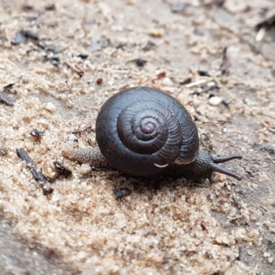 Sauroconcha sheai (Woronora Woodland Snail) at Penrose - 31 Oct 2022 by Aussiegall