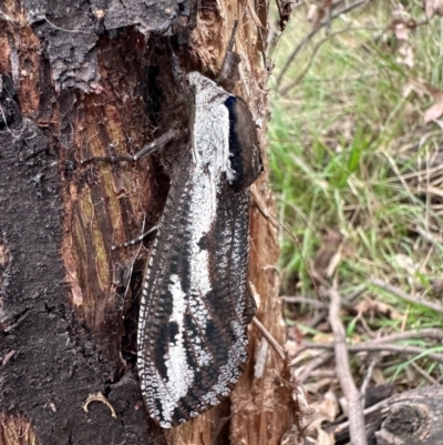Unidentified Wood moth (Cossidae) at Mount Ainslie - 5 Dec 2023 by Pirom