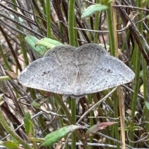 Casbia pallens at Mount Ainslie - 3 Dec 2023