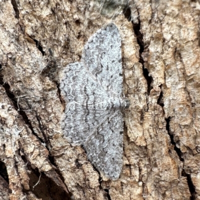 Psilosticha absorpta (Fine-waved Bark Moth) at Ainslie, ACT - 5 Dec 2023 by Pirom
