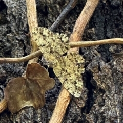 Unplaced externaria (Mahogany Bark Moth (formerly Hypomecis externaria)) at Ainslie, ACT - 29 Nov 2023 by Pirom