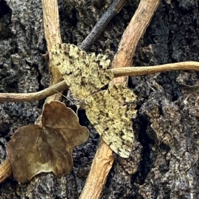 Unplaced externaria (Mahogany Bark Moth (formerly Hypomecis externaria)) at Corroboree Park - 29 Nov 2023 by Pirom