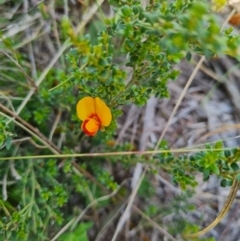 Mirbelia oxylobioides (Mountain Mirbelia) at Rendezvous Creek, ACT - 4 Dec 2023 by WalkYonder