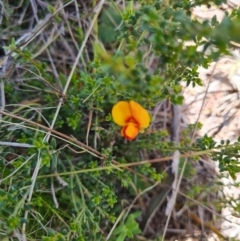 Mirbelia oxylobioides at Namadgi National Park - 5 Dec 2023 10:05 AM