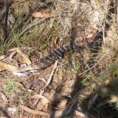 Tiliqua scincoides scincoides (Eastern Blue-tongue) at Mount Taylor - 5 Dec 2023 by MichaelMulvaney