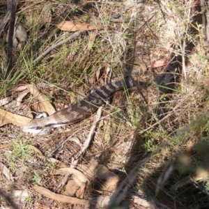 Tiliqua scincoides scincoides at Mount Taylor - 5 Dec 2023
