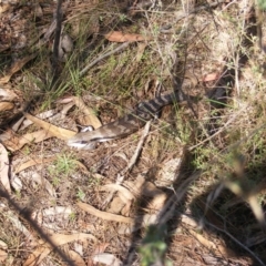 Tiliqua scincoides scincoides at Mount Taylor - 5 Dec 2023