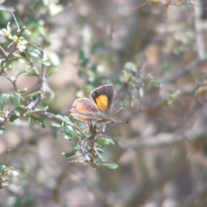 Paralucia pyrodiscus at Mount Taylor - 5 Dec 2023