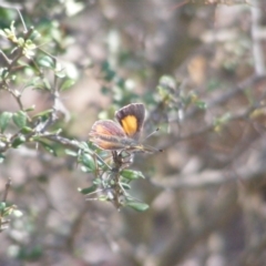 Paralucia pyrodiscus at Mount Taylor - 5 Dec 2023