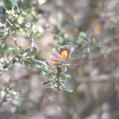 Paralucia pyrodiscus at Mount Taylor - 5 Dec 2023