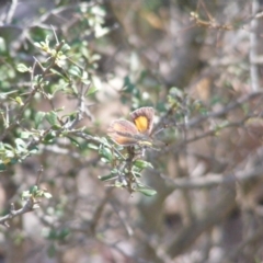 Paralucia pyrodiscus at Mount Taylor - 5 Dec 2023