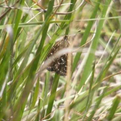 Synemon plana (Golden Sun Moth) at Yarralumla, ACT - 5 Dec 2023 by MichaelMulvaney