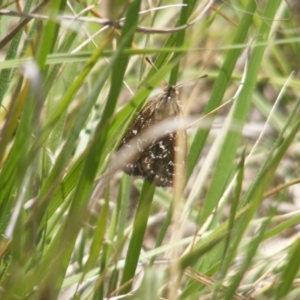 Synemon plana at Yarralumla, ACT - 5 Dec 2023